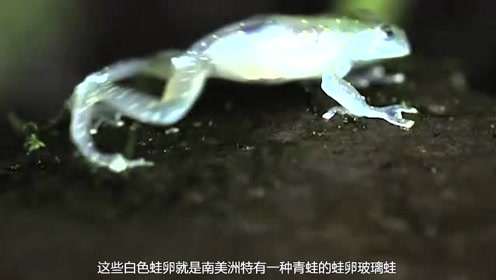青蛙卵被大黄蜂发现只能被吞 有些蛙卵竟会自动孵化立即逃生 腾讯视频