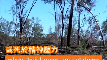 因为人类爱吃牛肉，树袋熊的家被毁了