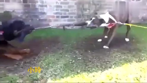 比特犬的体力对抗 腾讯视频