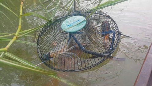 柬埔寨大叔自制神奇的捕虾陷阱,意外捕获2只淡水虾王,厉害了