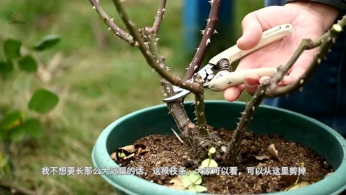 《天狼说月季》大花月季的冬季修剪