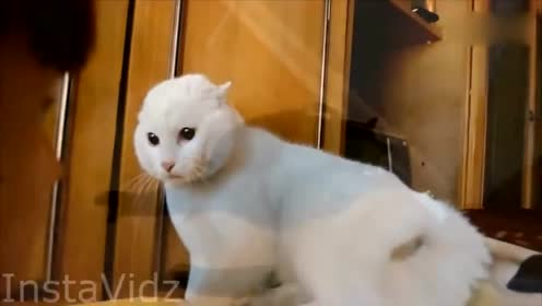 爆笑奥吉猫 腾讯视频