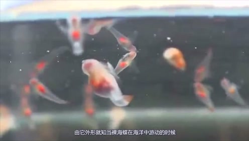 肉食性动物 腾讯视频