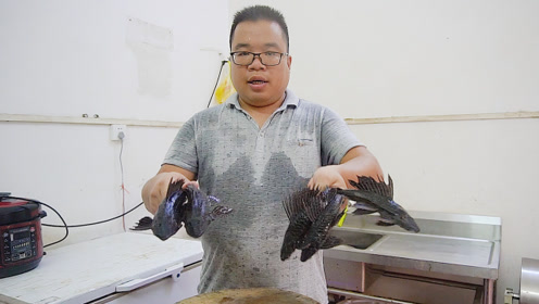 清道夫鱼这样做太好吃了,肥仔连鱼骨都不放过,还连吃四条