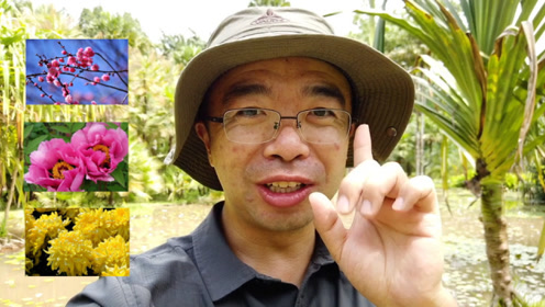 有请赛先生丨植物人史军教你从"食"用的角度给国花投票