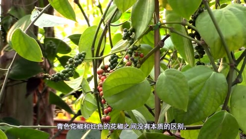 第二届青花椒电影 腾讯视频