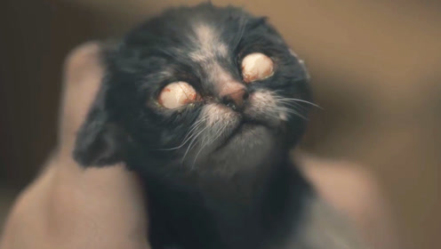 恐怖片:女孩在鬼宅养五只猫,一天死四只,最后这只天生白眼