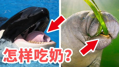 その水棲動物をみ 腾讯视频