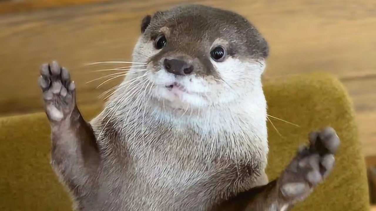 趣味萌宠:可爱小动物吃晚餐了