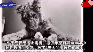 一只吃素的狮子轰动美国