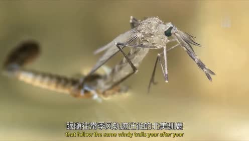幼虫成虫怎样分辨 腾讯视频