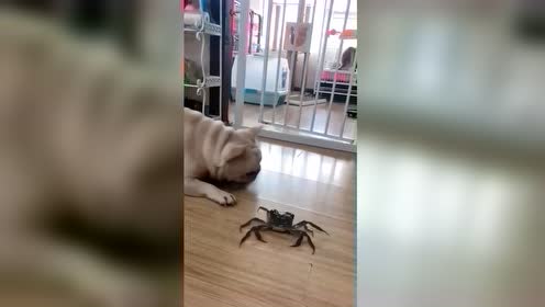 狮子舞视频秀 腾讯视频
