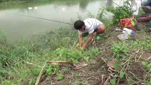 大粗漂笨钓，一口就放倒……