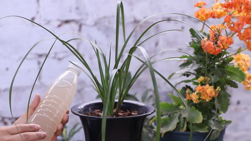 淘米水养兰花,如何正确使用?