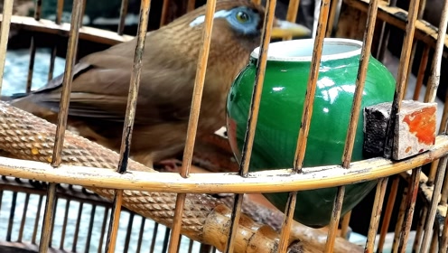 贵州鸟王故乡雷山的鸟只是与众不同,眼睛带红,也许是未来的战将