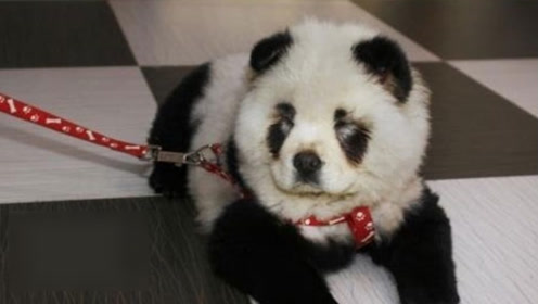 四川街头惊现"遛熊猫"?原来是只染过色的松狮犬