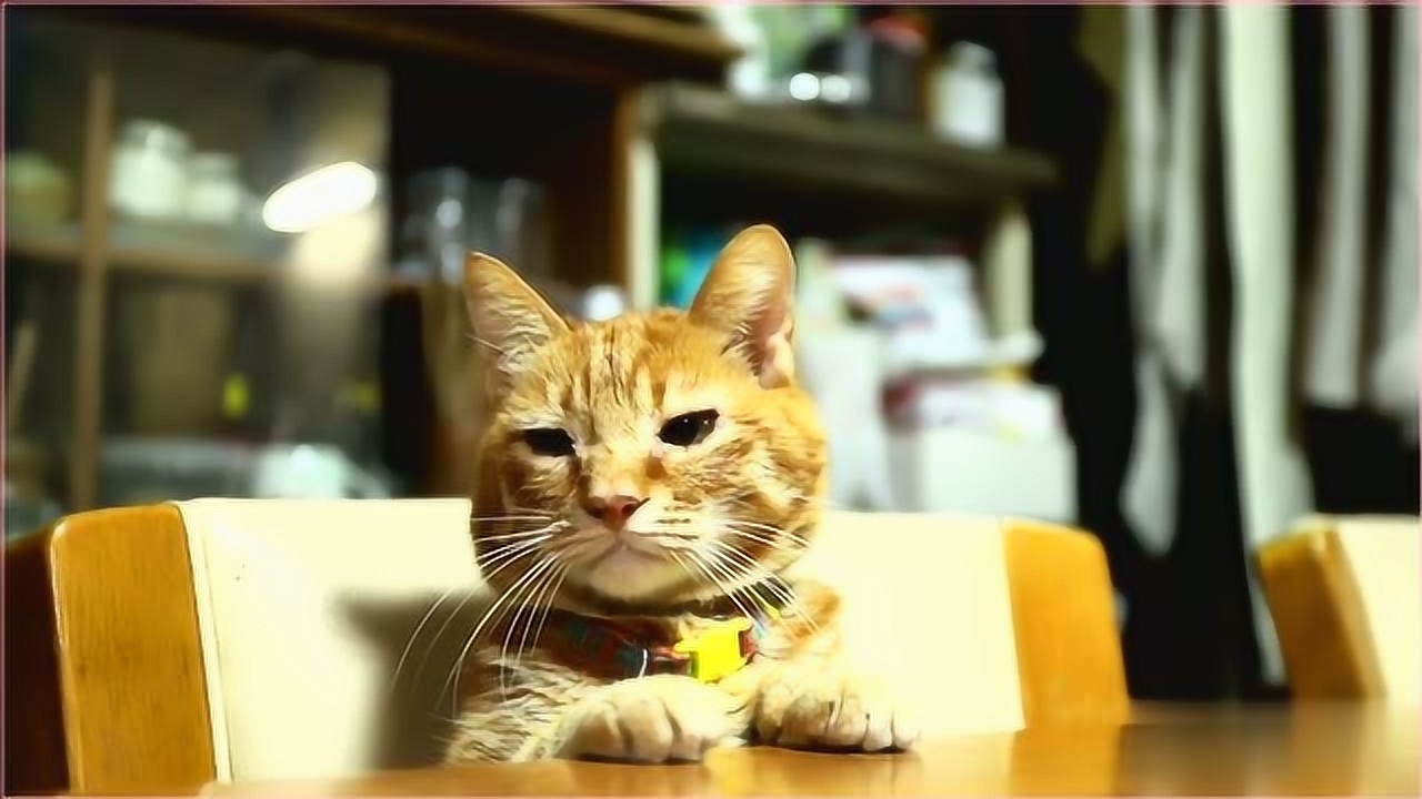 绅士猫坐等开饭,餐桌前优雅用餐,餐桌礼仪一百分