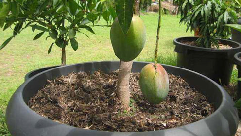 学了一招盆栽芒果树技术,1年育苗2年嫁接3年挂果