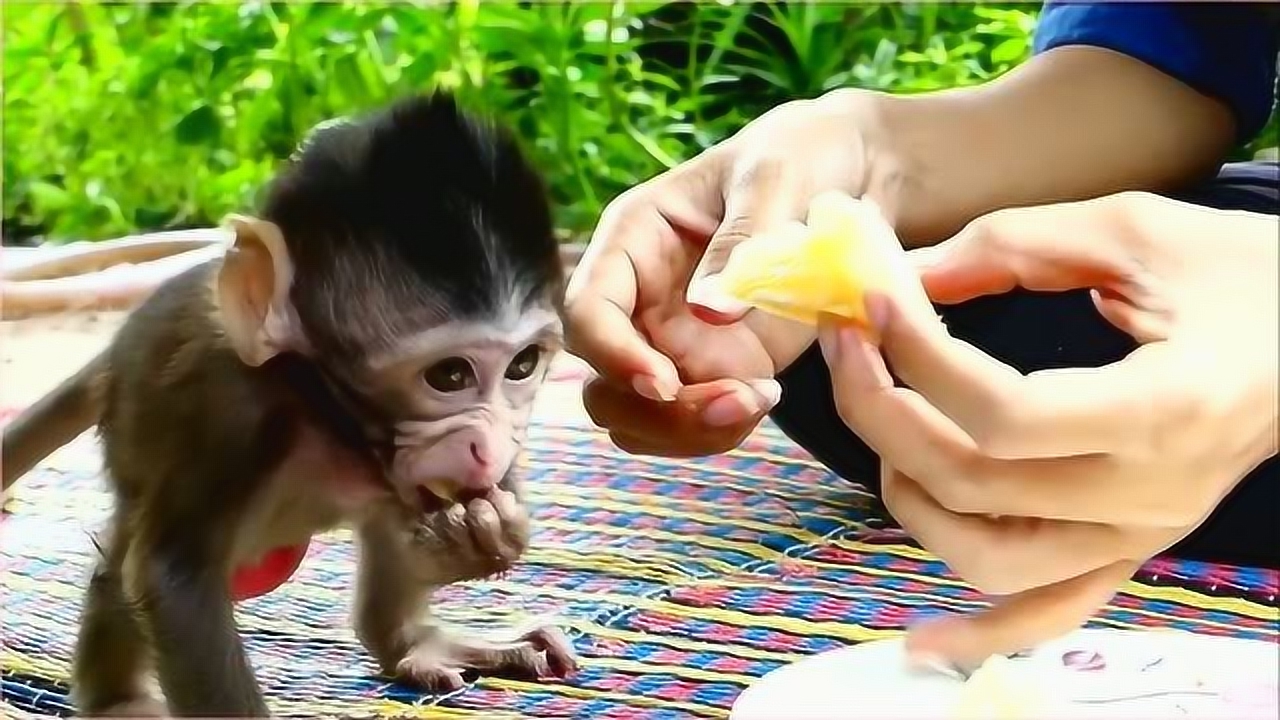 小猴多尔顿最爱吃菠萝,主人给它准备了一盘子当午餐,这下可以大饱口福