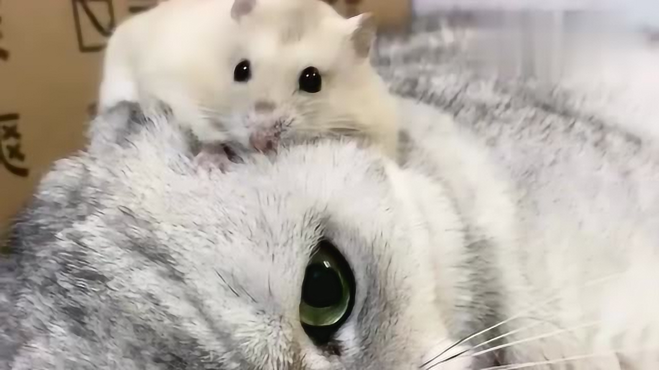 猫咪团子把所有的温柔都给了仓鼠
