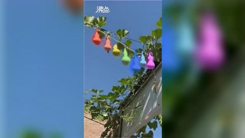 山西临汾一根藤上长了七个葫芦走红网络 网友:现实版葫芦娃