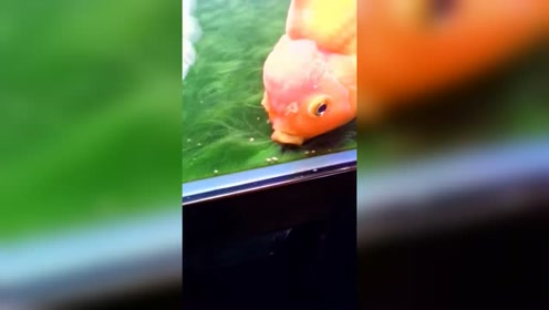 吃水草 腾讯视频