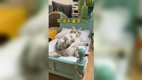 第一次带泡芙和大漂亮一起出门,没想到偶遇了