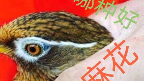 鸟人间 腾讯视频