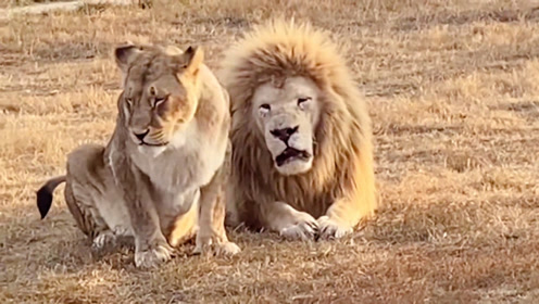 俄罗斯狮子动物园:公狮追求母狮的手段太逗了