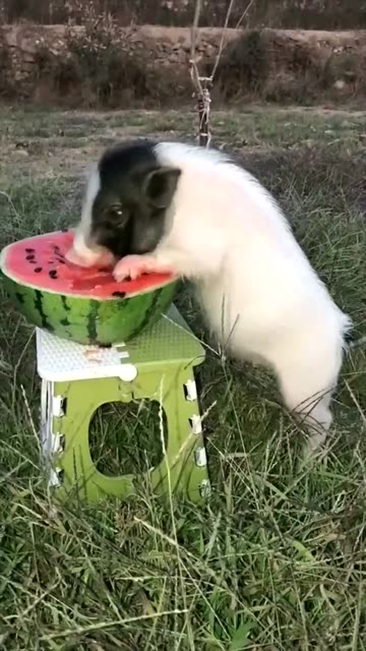 Сӷǳ˧ĸаײ