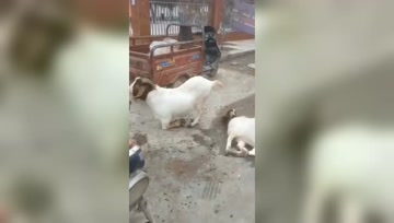 小羊看到同伴被杀，下跪求饶