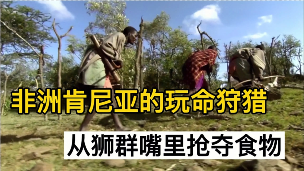 惊心动魄,非洲肯尼亚的玩命狩猎,从狮群嘴里抢夺食物,纪录片