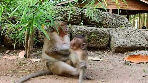 傻猴子傻劲上来了,欺负小猴子下重手