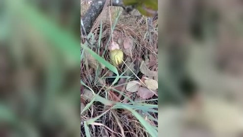 手摇铝杆伞 腾讯视频