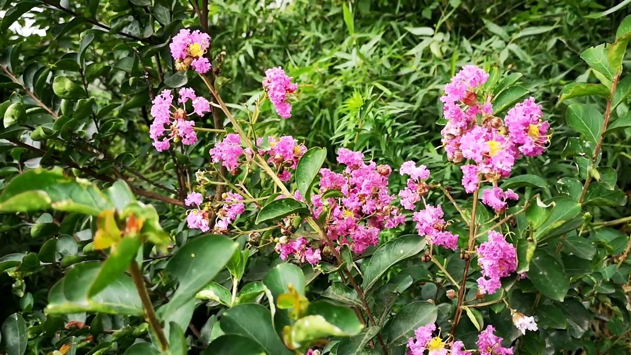 绚丽芬芳紫薇花,花语:沉迷的爱