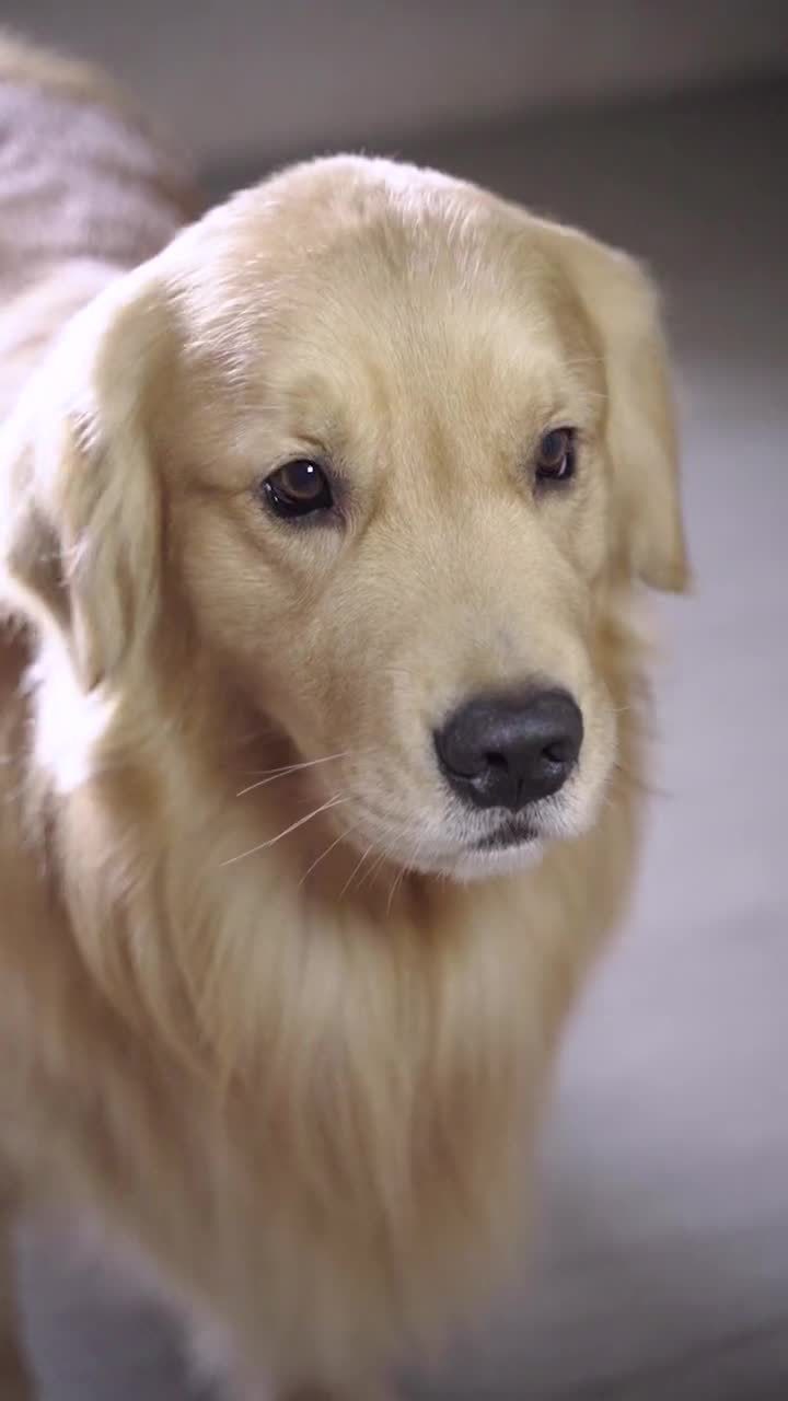 路虎不希望爸爸妈妈吵架,最大的愿望就是一家人整整齐齐 #萌宠