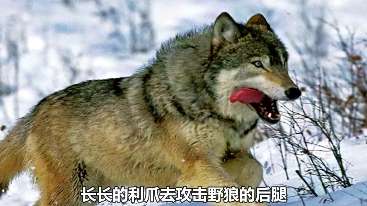 野狼 犬科哺乳动物 搜狗百科