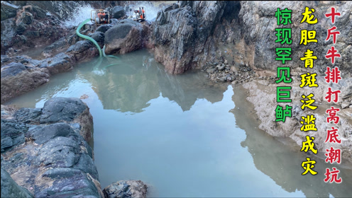 简 介:牛年第一次抽水坑 双龙出海盘150平月牙坑 中国鲨鱼大战美国黑