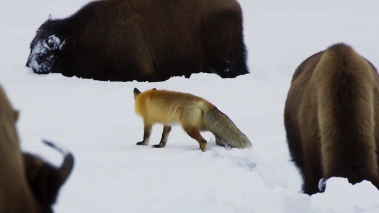狐狸捕猎雪地,狐狸雪地捕食(第2页)_大山谷图库