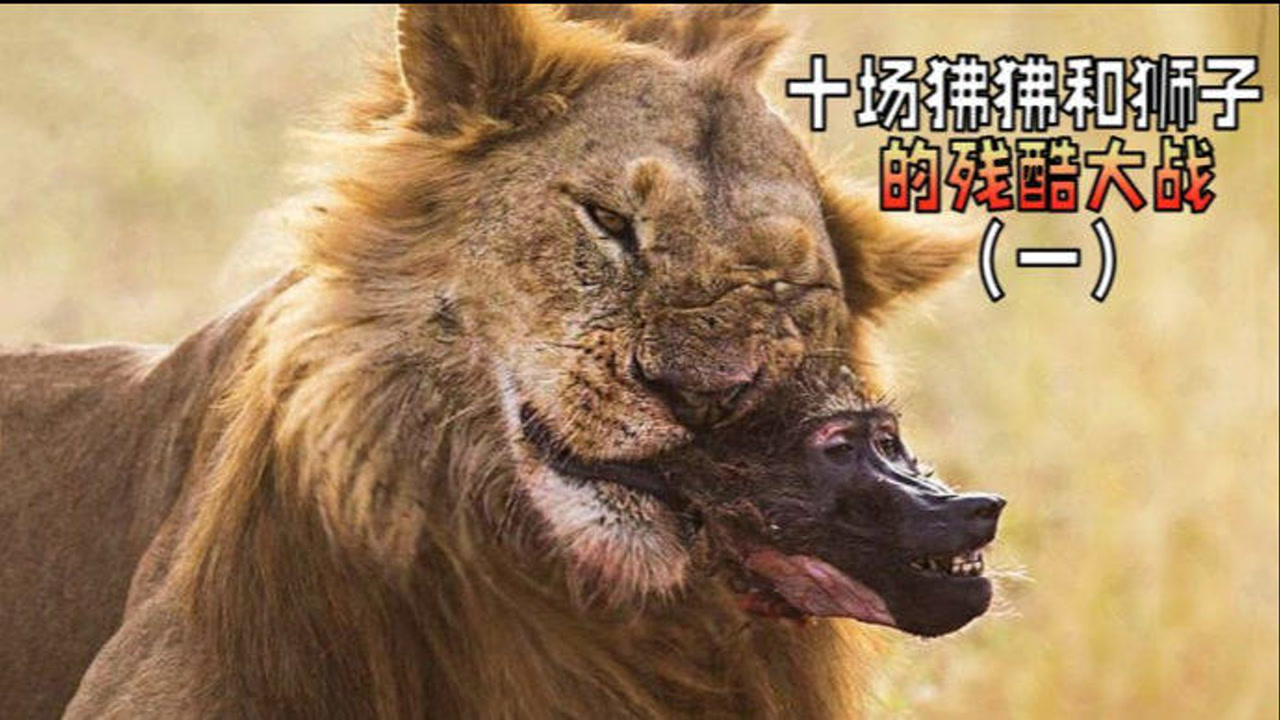 盘点十场狒狒和狮子的残酷猎物大战,动作真是快准狠