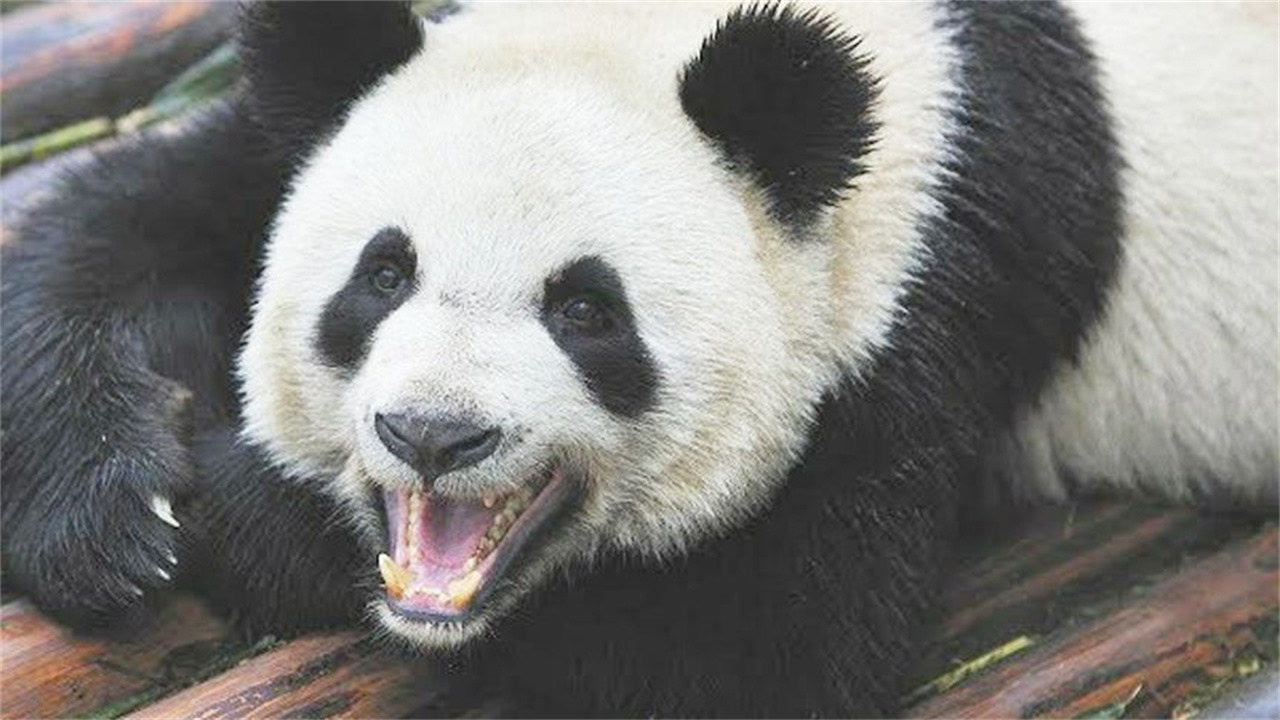为什么大熊猫伤人后,反倒是自己不吃不喝饲养员道出其中缘由