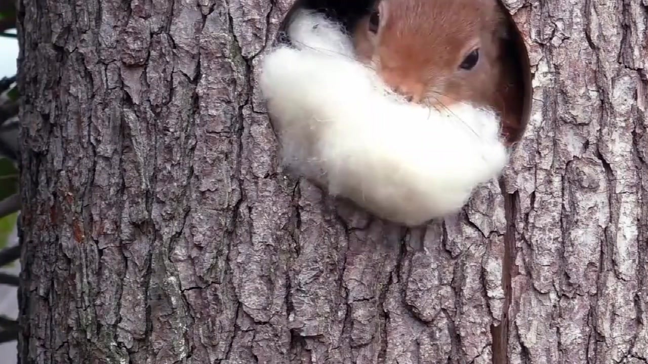 松鼠白天在窝里干什么?原来是忙着晒被子,真是太可爱了