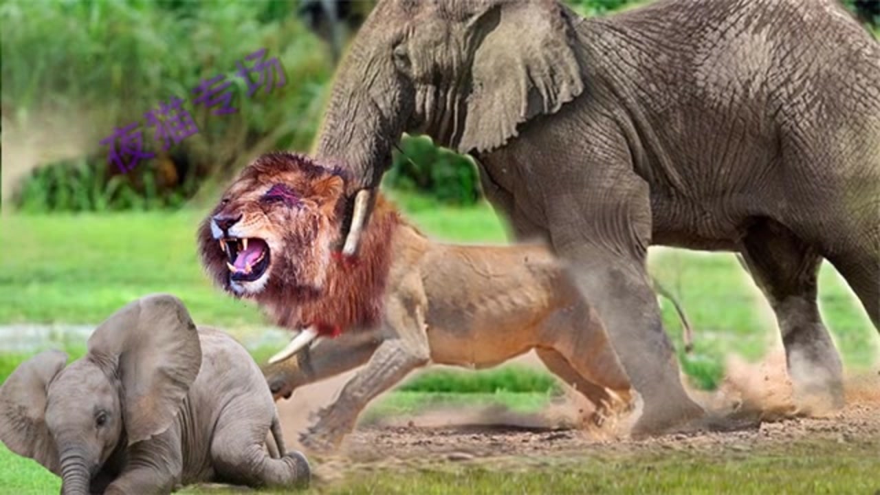 两头狮子猎杀小象,象妈妈发狂怒刚狮子,大象与狮子的激烈交锋