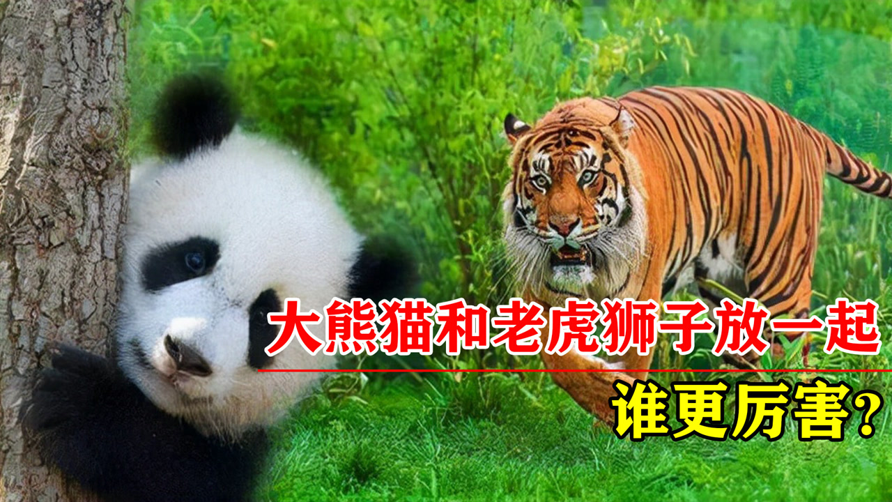 大熊猫vs东北虎图片
