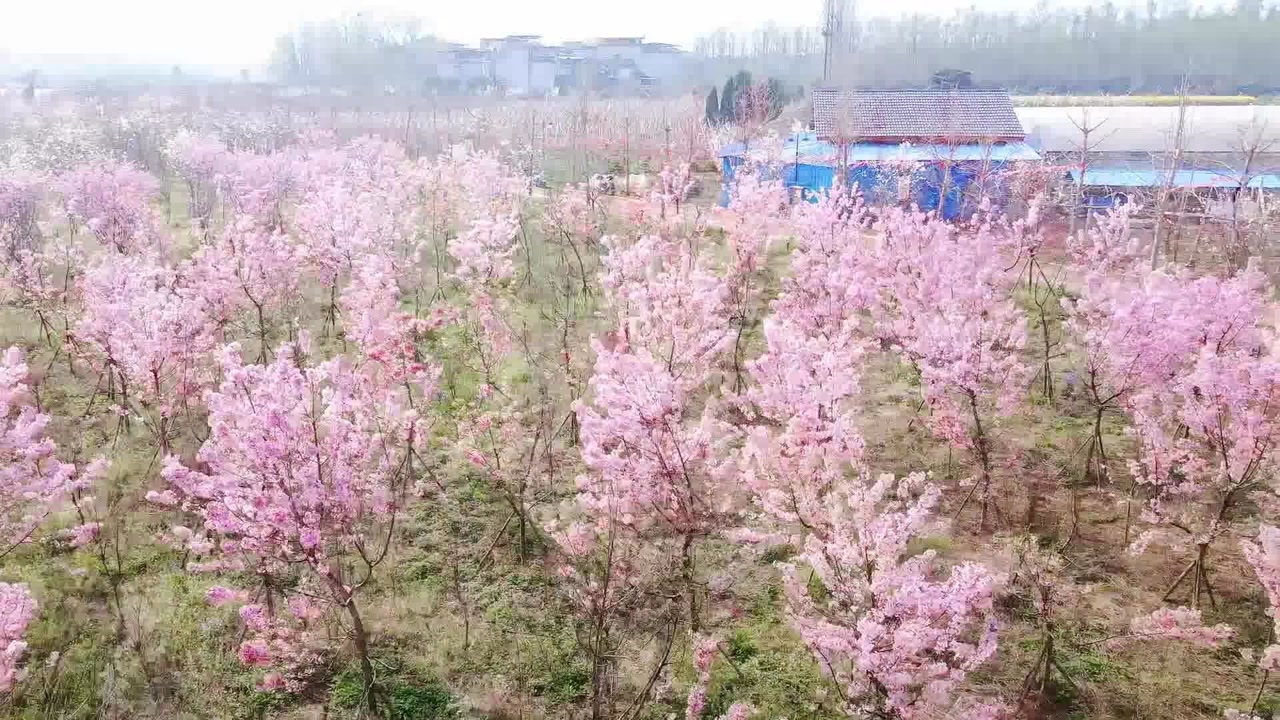 慈利琵琶花海的樱花开啦