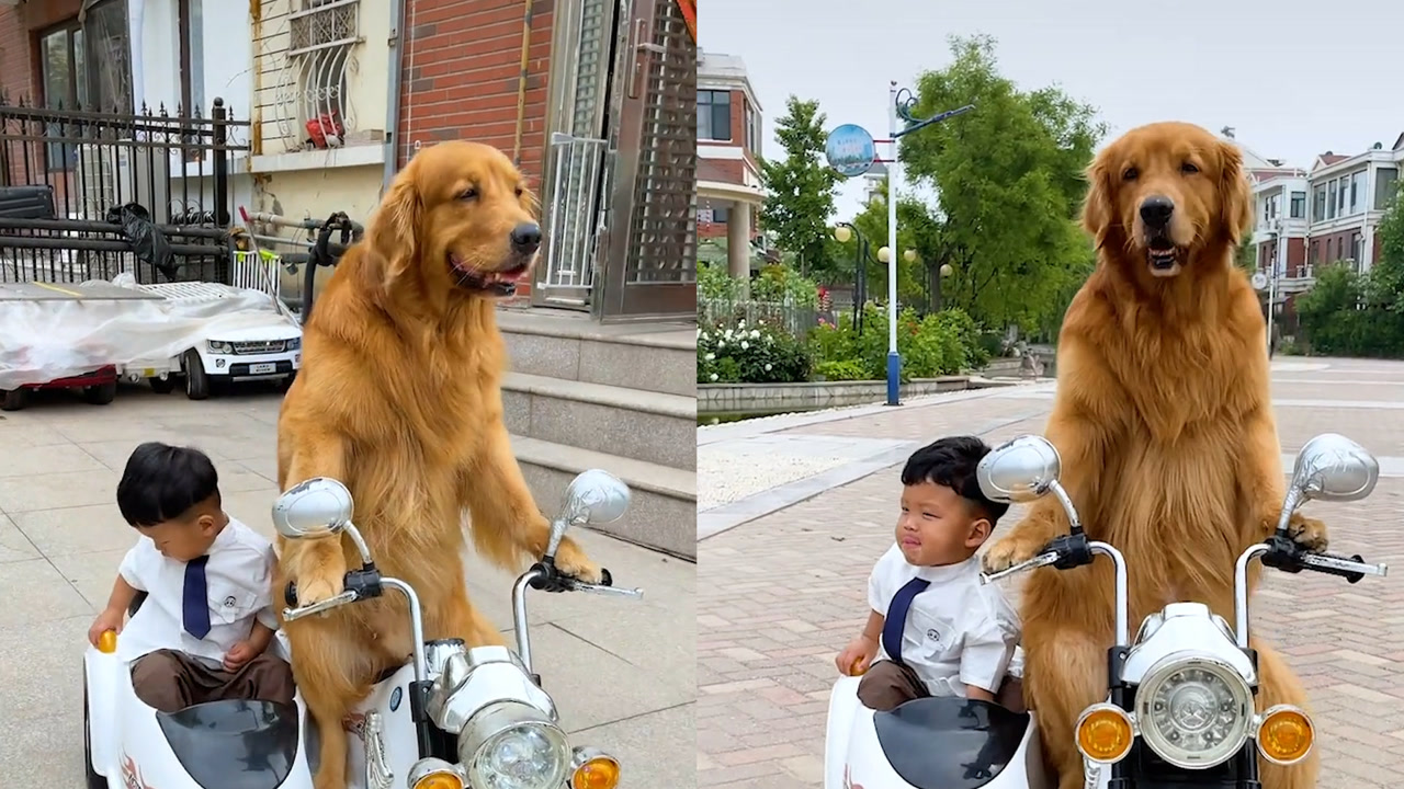金毛轮胎:会帮主人买菜的一只聪明狗狗,被赞为全网最贴心的狗子