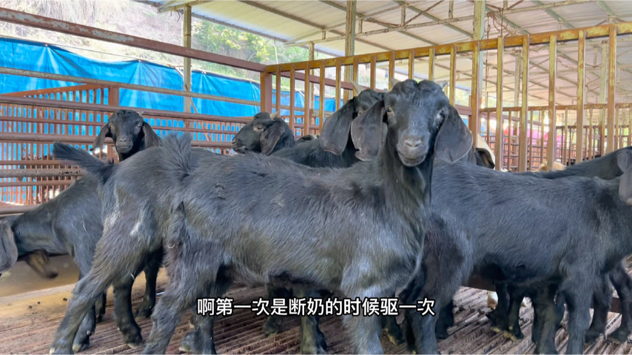 山羊 牛科 搜狗百科