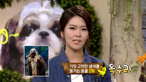 Tv动物农场 腾讯视频