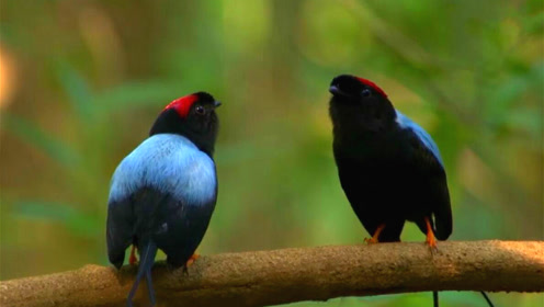 长尾侏儒鸟兄弟俩跳舞求爱 上演"夺妻大戏&quot