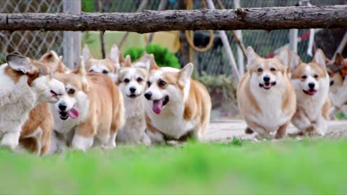 一大群柯基向你奔来!这圆圆的屁股好想rua一把